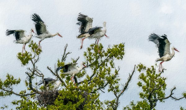 Vũ điệu tình yêu