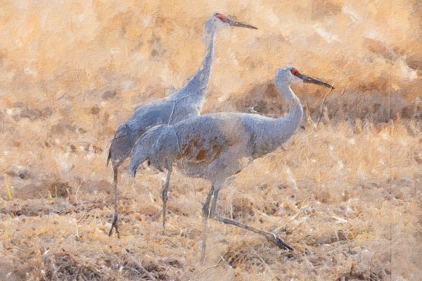 Chiều Tà Trên Cánh Đồng Sếu