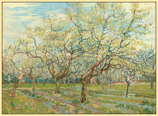 VƯỜN CÂY ĂN TRÁI MÀU TRẮNG