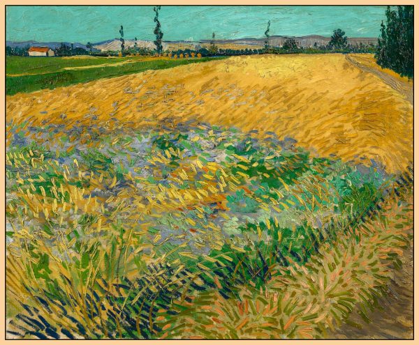 CÁNH ĐỒNG LÚA MÌ