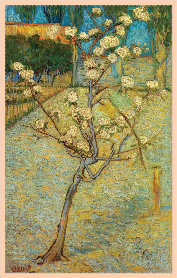 CÂY LÊ NHỎ ĐANG NỞ HOA