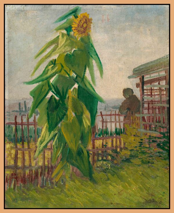 HOA HƯỚNG DƯƠNG